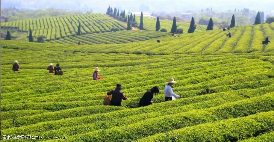 有机茶和普通茶叶的区别是什么 有机茶和普通茶叶的区别是什么