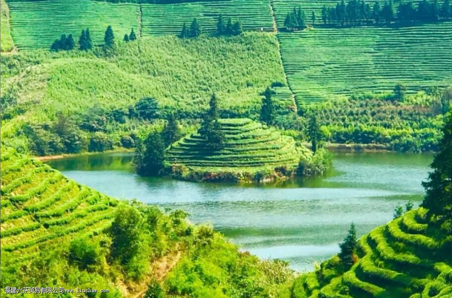 有机茶和普通茶叶的区别是什么 有机茶和普通茶叶的区别是什么