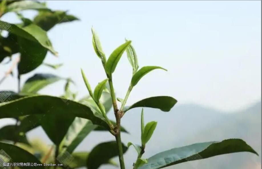 有机茶和普通茶叶的区别是什么 有机茶和普通茶叶的区别是什么