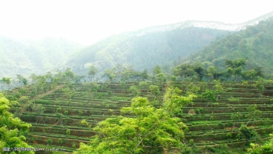 有机茶和普通茶叶的区别是什么 有机茶和普通茶叶的区别是什么