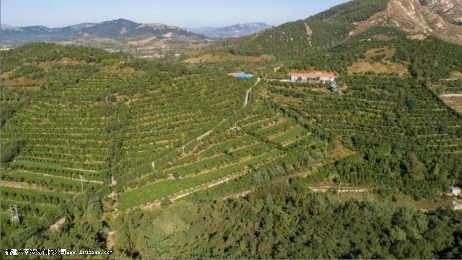 玉岩峰茶叶的特征 玉岩峰茶叶的特征