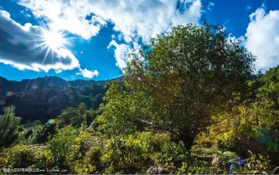 月光白属于白茶还是普洱茶 月光白属于白茶还是普洱茶