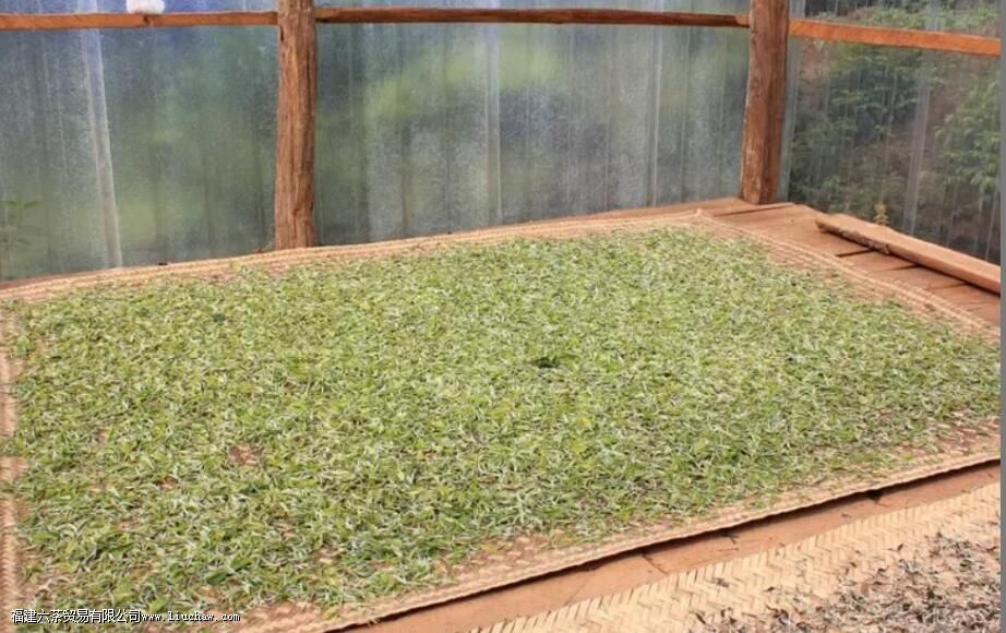 月光白属于白茶还是普洱茶 月光白属于白茶还是普洱茶