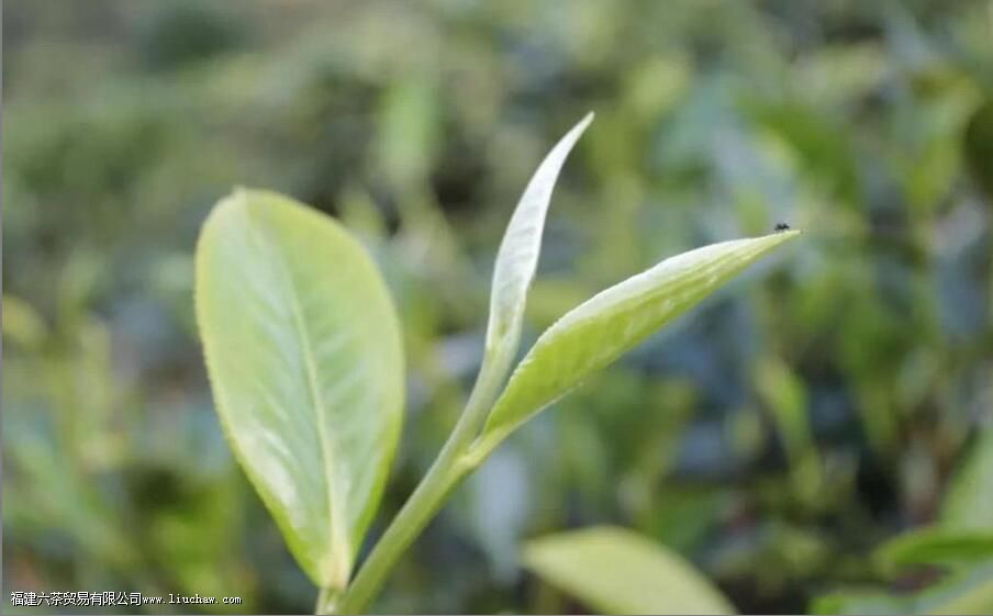 云南白茶和福建白茶有什么区别 云南白茶和福建白茶有什么区别