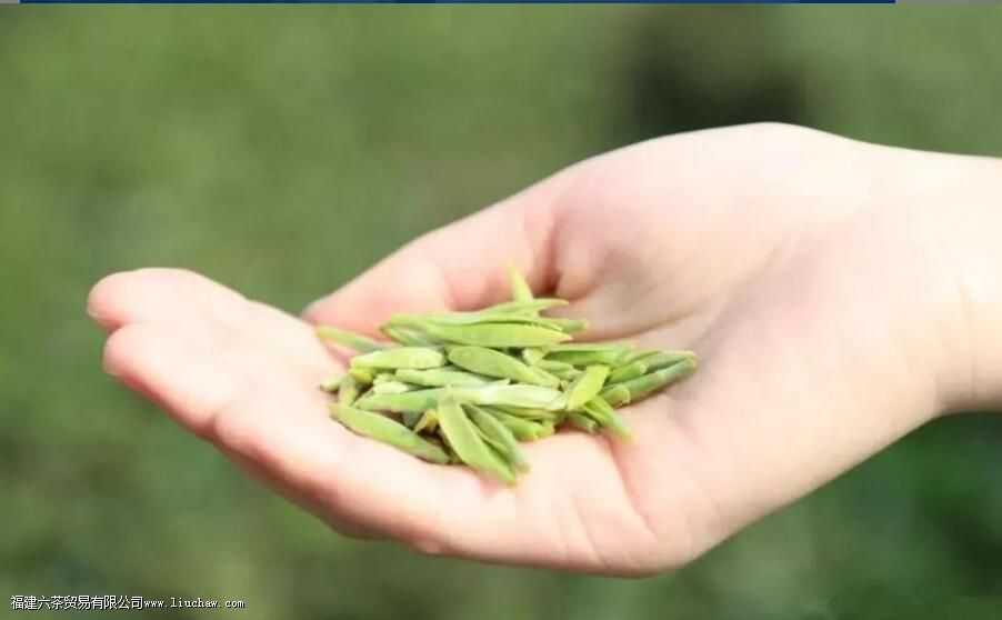 云南白茶和福建白茶有什么区别 云南白茶和福建白茶有什么区别