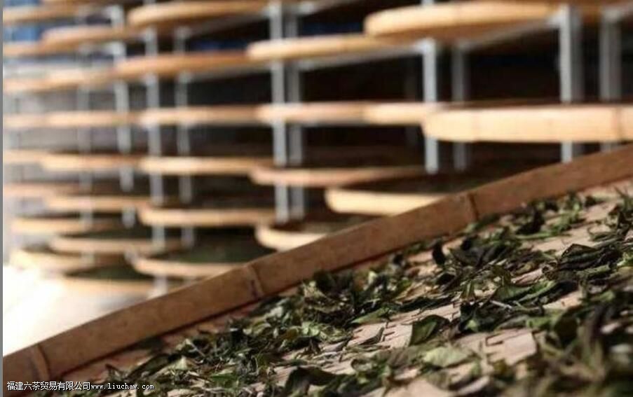 云南白茶和福建白茶有什么区别 云南白茶和福建白茶有什么区别