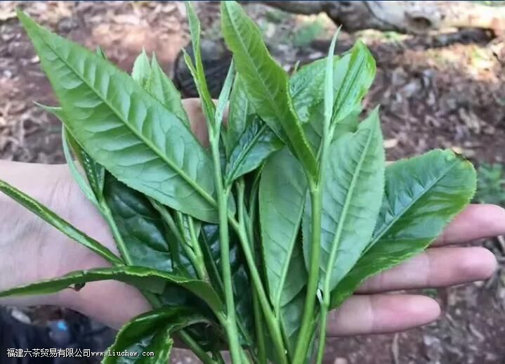 云南大叶种vs小叶种,两者有何优势 云南大叶种vs小叶种,两者有何优势