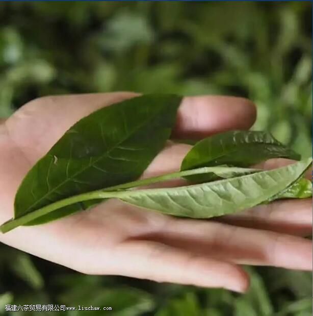 云南大叶种vs小叶种,两者有何优势 云南大叶种vs小叶种,两者有何优势