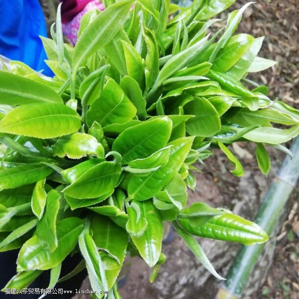 云南大叶种vs小叶种,两者有何优势 云南大叶种vs小叶种,两者有何优势