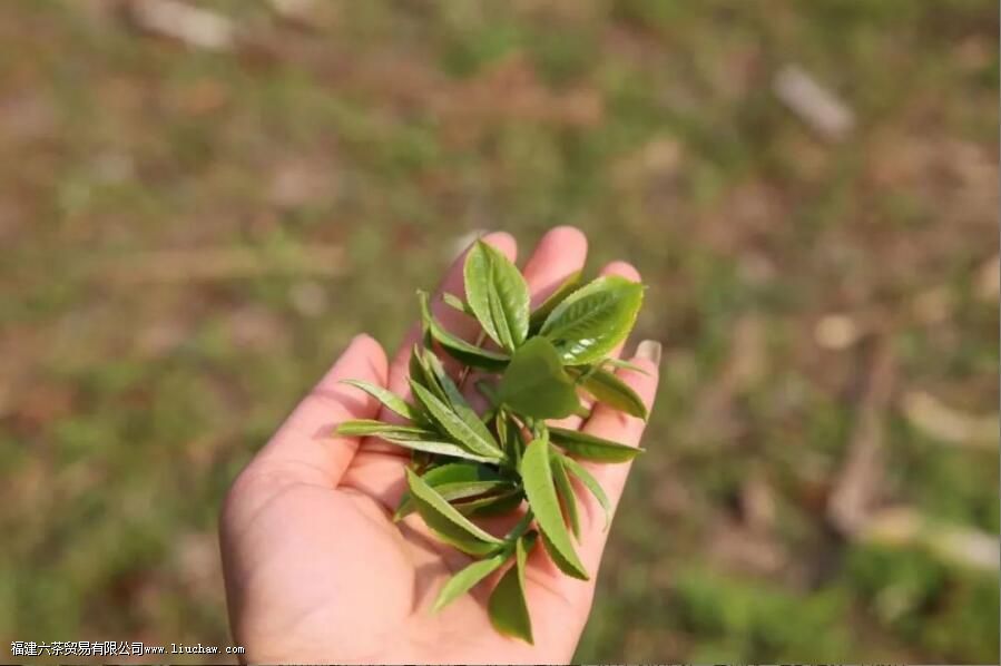 云南大叶种vs小叶种,两者有何优势 云南大叶种vs小叶种,两者有何优势