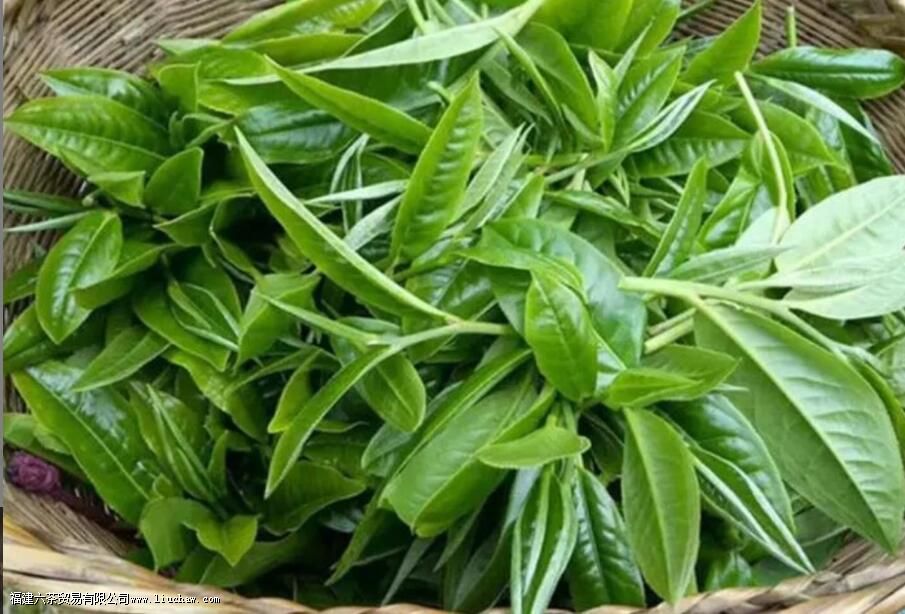 云南晒青茶的特点 云南晒青茶的特点