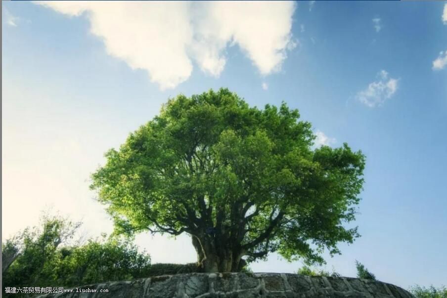 云南最早种植茶树的地区是那儿 云南最早种植茶树的地区是那儿