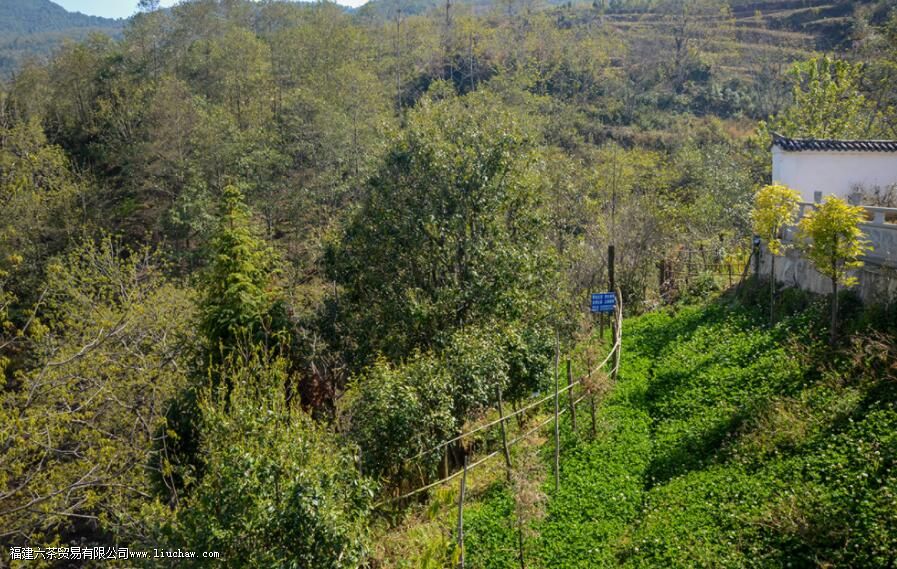 云南最早种植茶树的地区是那儿 云南最早种植茶树的地区是那儿