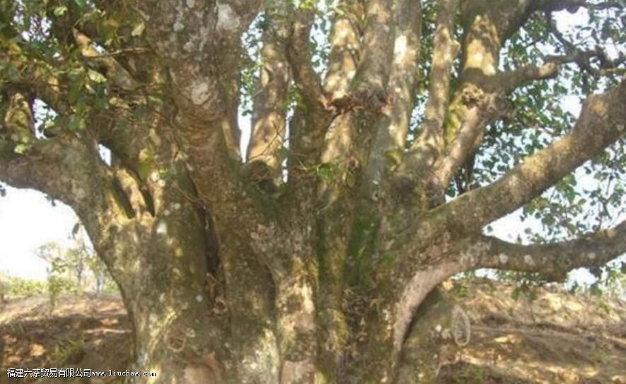 云南最早种植茶树的地区是那儿 云南最早种植茶树的地区是那儿