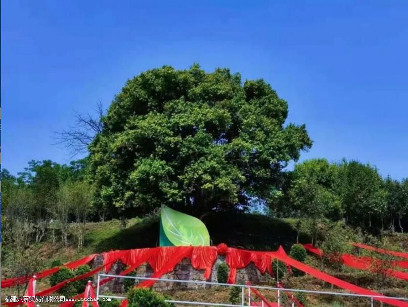 云南最早种植茶树的地区是那儿 云南最早种植茶树的地区是那儿