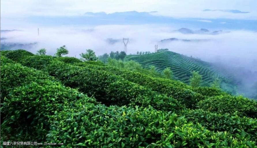 云雾绿茶什么水温泡比较好 云雾绿茶什么水温泡比较好