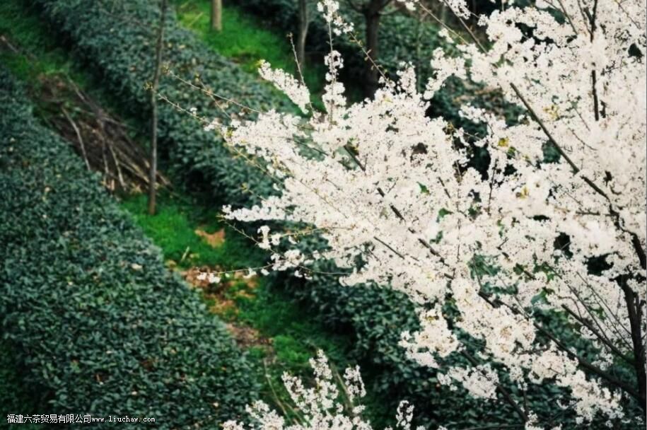 �紺��¶����ʲô��