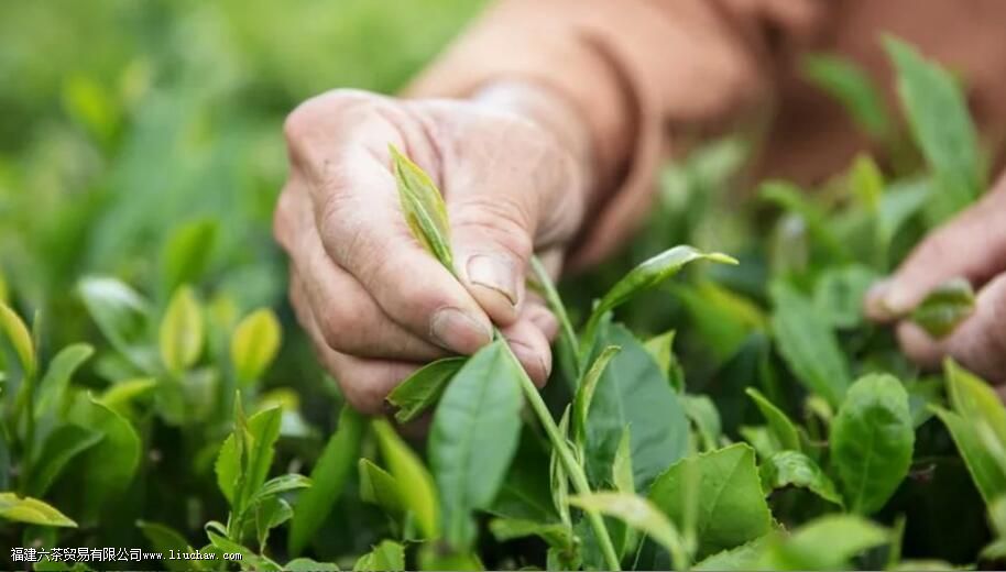 摘茶叶一天能摘多少斤 摘茶叶一天能摘多少斤