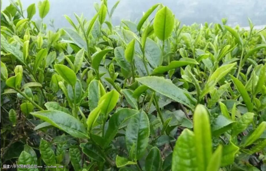 摘茶叶一天能摘多少斤 摘茶叶一天能摘多少斤