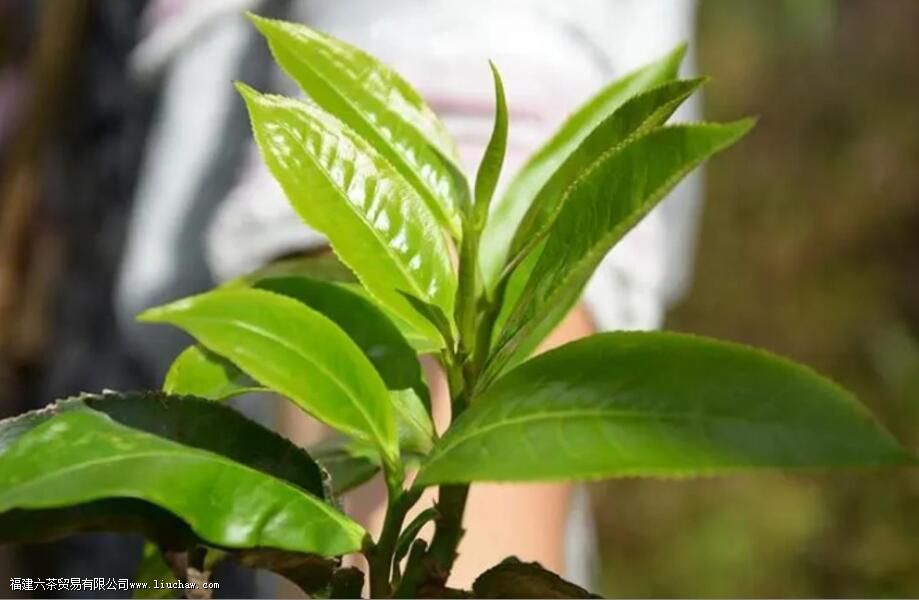 摘茶叶一天能摘多少斤 摘茶叶一天能摘多少斤