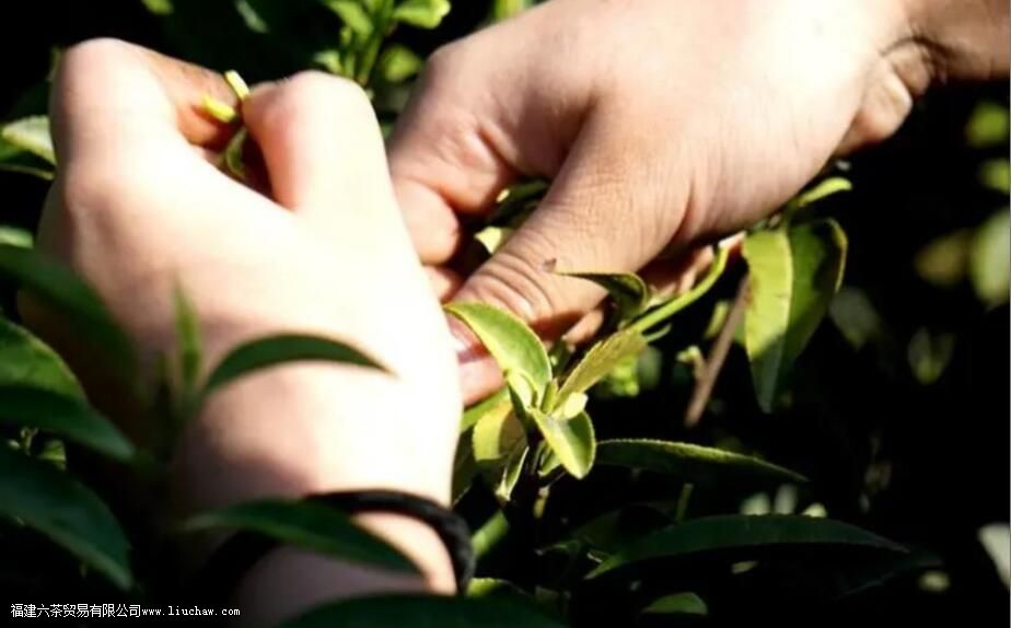 摘茶叶一天能摘多少斤 摘茶叶一天能摘多少斤