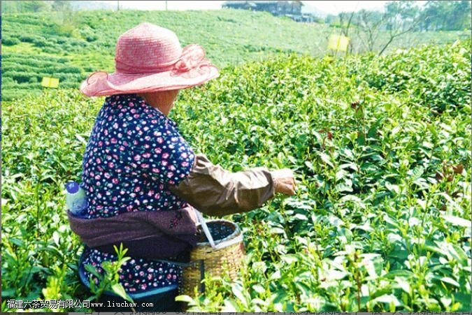 摘茶叶一天能摘多少斤 摘茶叶一天能摘多少斤