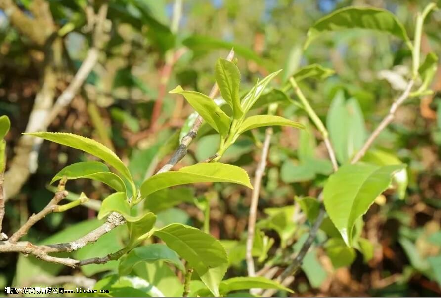 �ż�կ�ն������