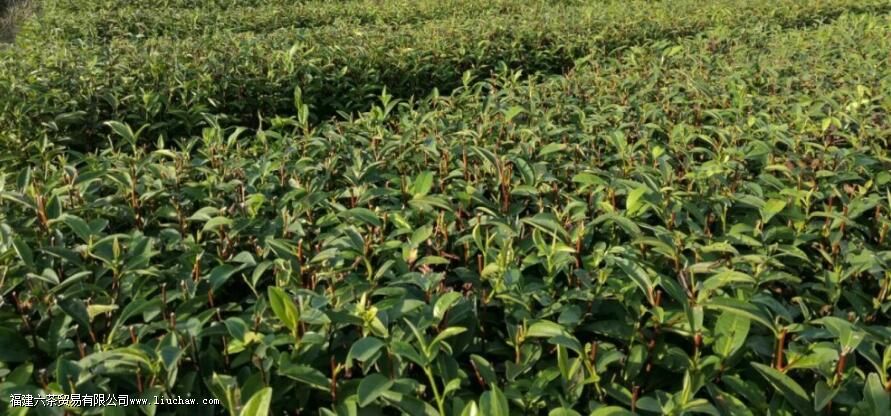 浙农117的茶知识 浙农117的茶知识