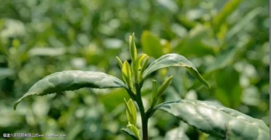 浙农117的茶知识 浙农117的茶知识