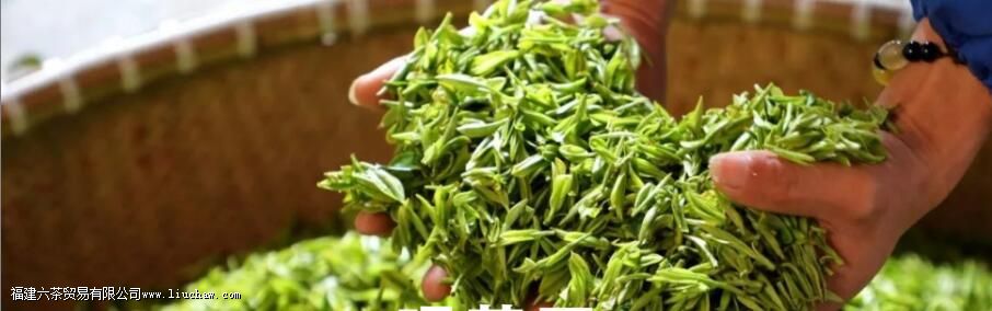 浙农117的茶知识 浙农117的茶知识