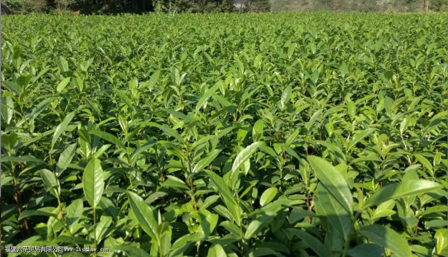 浙农117的茶知识 浙农117的茶知识