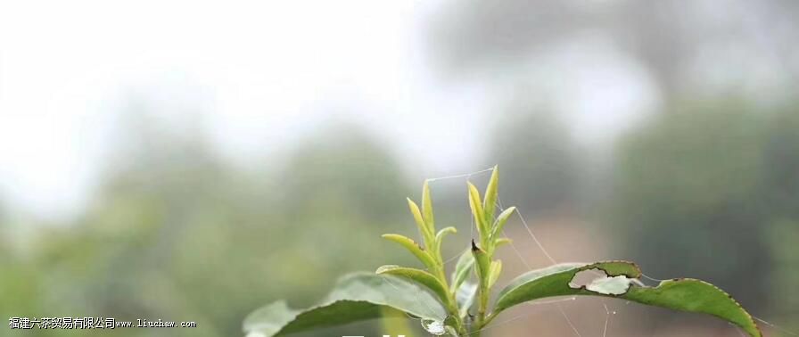 中国三大红茶产地 中国三大红茶产地