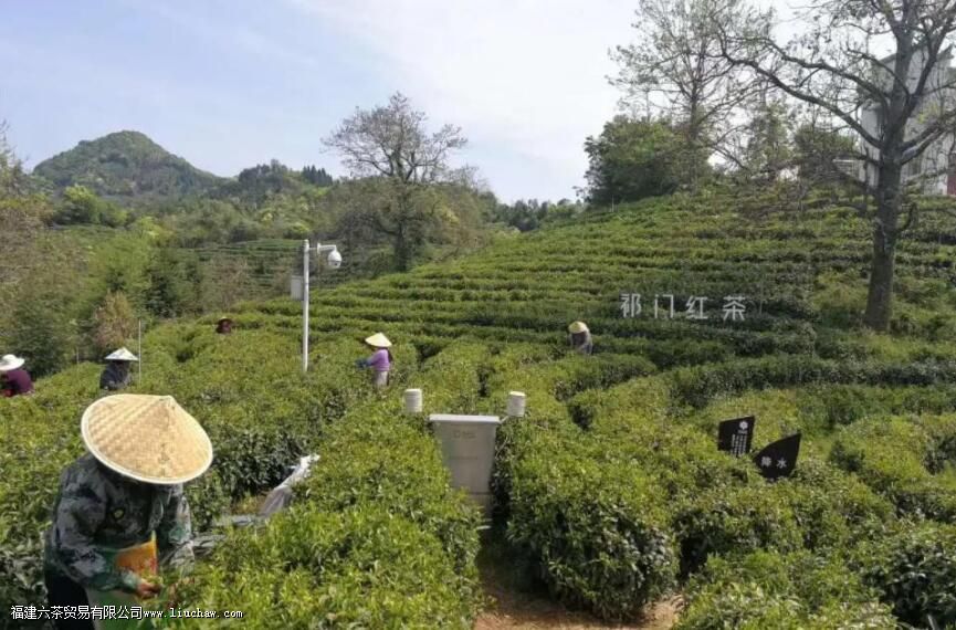 中国三大红茶产地 中国三大红茶产地