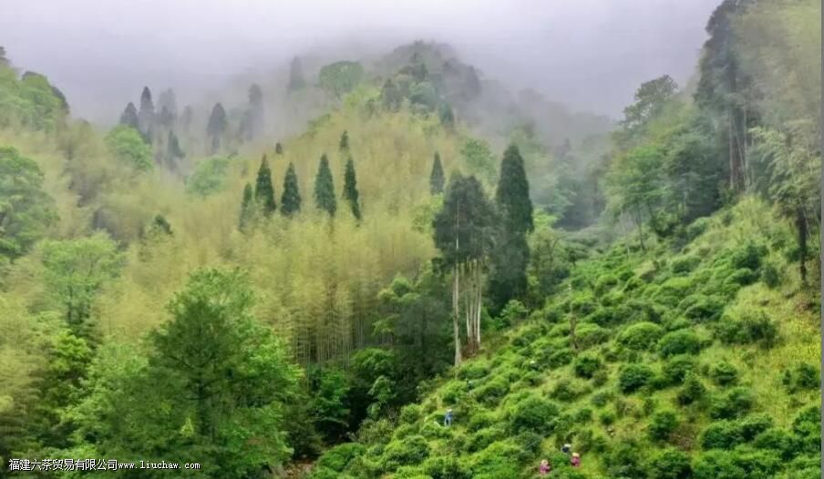 中国三大红茶产地 中国三大红茶产地