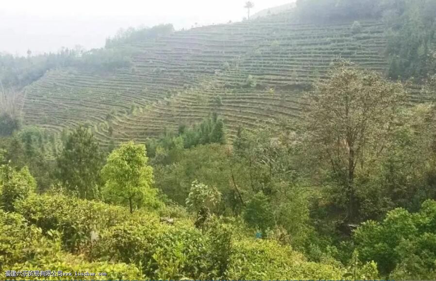 中国三大红茶产地 中国三大红茶产地