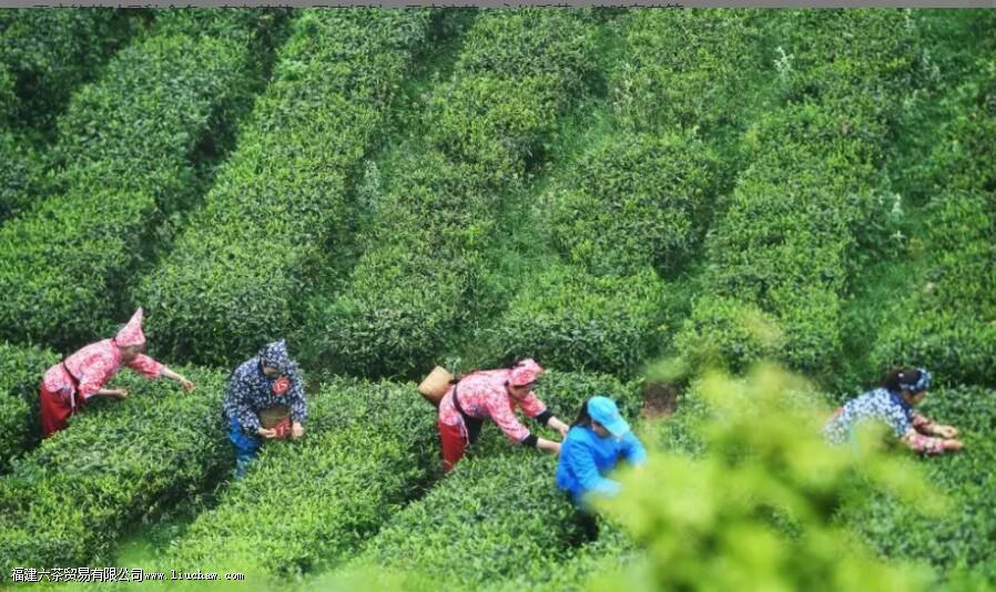 重庆有什么好茶 重庆有什么好茶