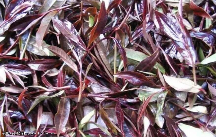 紫娟白茶是什么茶 紫娟白茶是什么茶