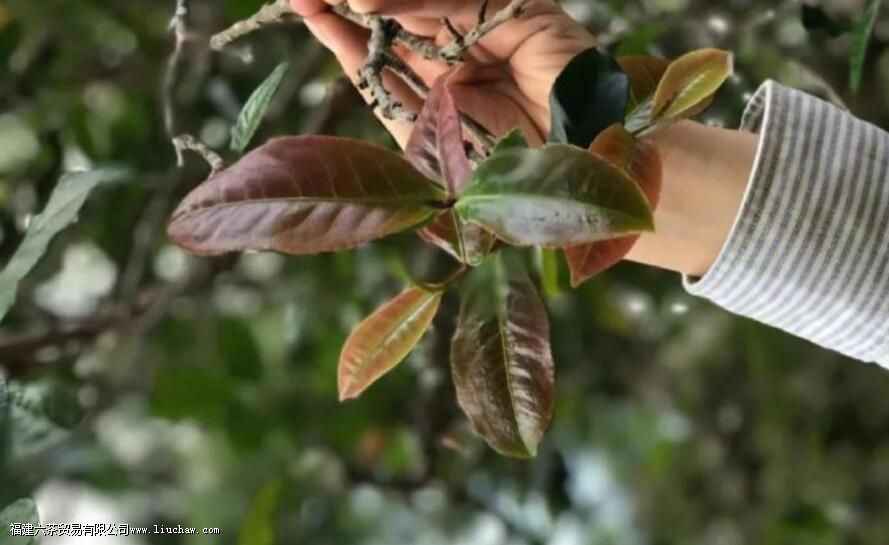 紫芽、紫娟、紫茶,三者有什么区别 紫芽、紫娟、紫茶,三者有什么区别