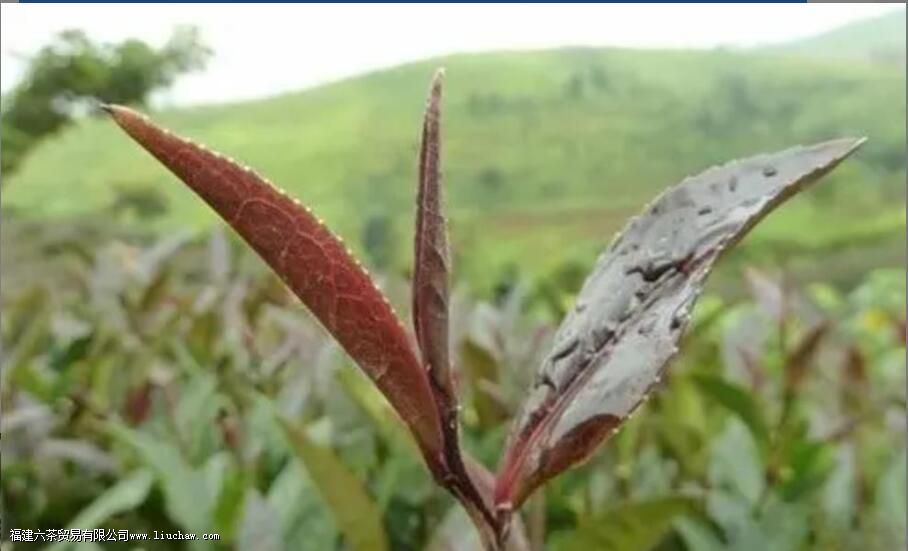 紫芽、紫娟、紫茶,三者有什么区别 紫芽、紫娟、紫茶,三者有什么区别