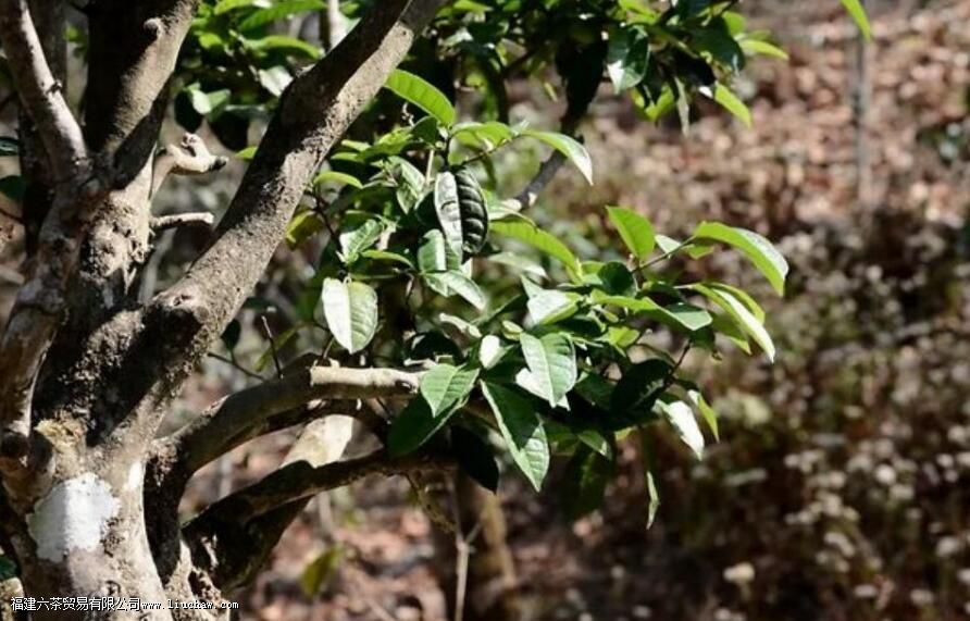 紫芽苞是属于什么茶 紫芽苞是属于什么茶