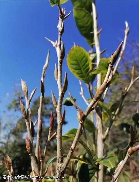 紫芽苞是属于什么茶 紫芽苞是属于什么茶