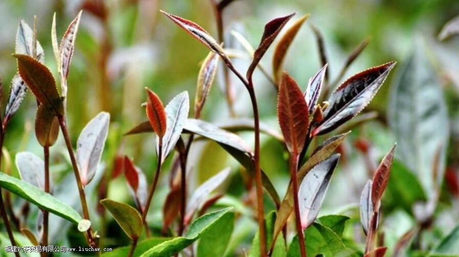 紫芽茶为什么不能加工成绿茶 紫芽茶为什么不能加工成绿茶