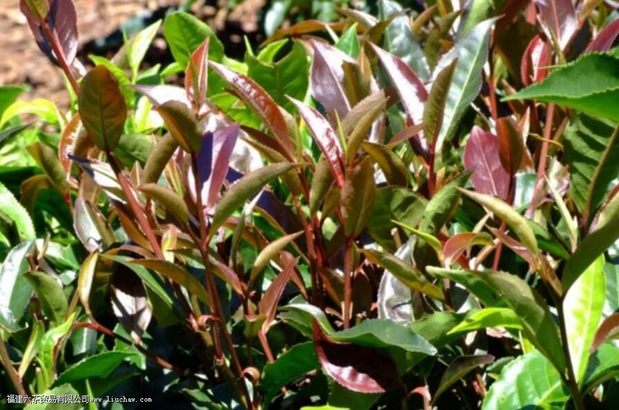 紫芽茶为什么不能加工成绿茶 紫芽茶为什么不能加工成绿茶