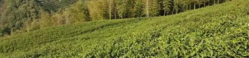 安吉白茶玻璃杯子泡多少克 安吉白茶玻璃杯子泡多少克