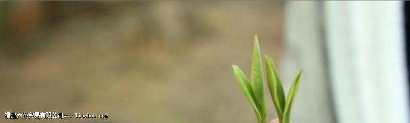 安吉白茶玻璃杯子泡多少克 安吉白茶玻璃杯子泡多少克