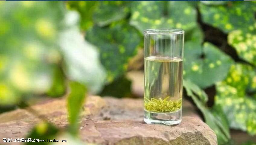 碧螺春正确泡法和饮用 碧螺春正确泡法和饮用