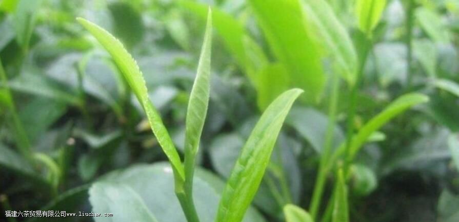 茶叶中的生物碱的主要成分是什么 茶叶中的生物碱的主要成分是什么