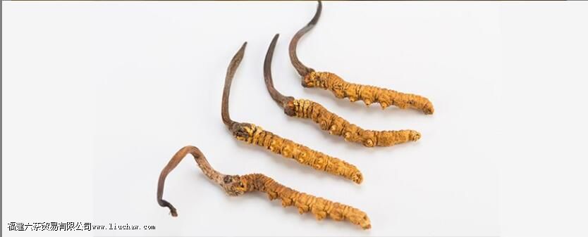 虫草茶怎么喝 虫草茶怎么喝