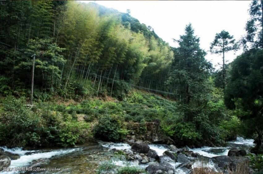 金骏眉是闷泡还是冲泡 金骏眉是闷泡还是冲泡