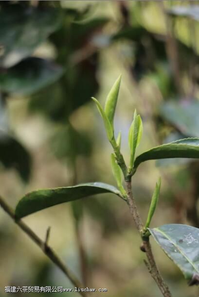 金骏眉是闷泡还是冲泡 金骏眉是闷泡还是冲泡